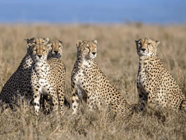 Maharashtra Emerges as Second-Highest State in Leopard Count